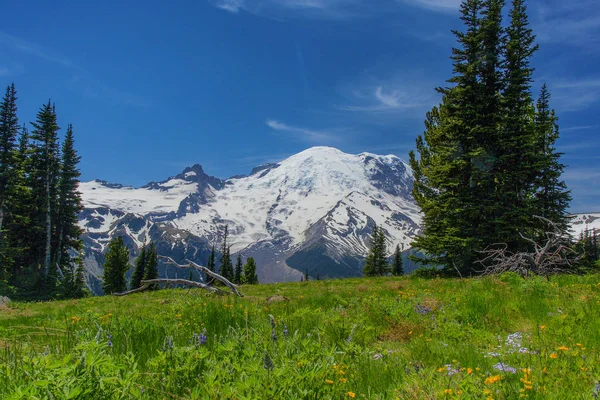 Rainier Dağı Milli Parkı Washington gündoğumu çayır