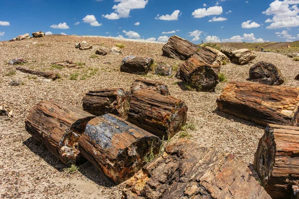 Crystal Forest Petrified Forest National Park Arizona Stock Photo