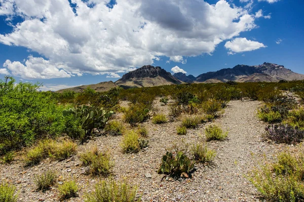 Chihuahuan Desert Nature Trail Big Bend National Park Texas Royalty Free Stock Images