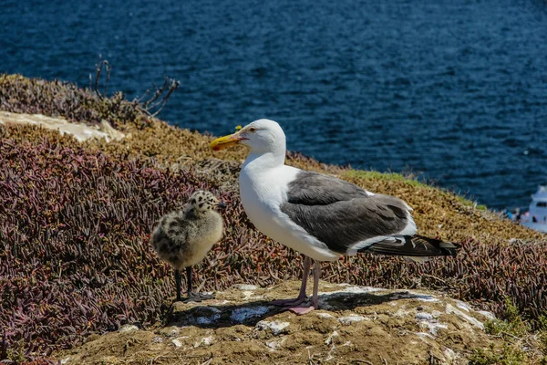 Seagulls Channel Islands National Park California Royalty Free Stock Images