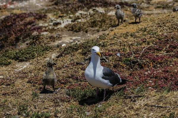 加州海峡群岛国家公园的海鸥 图库图片