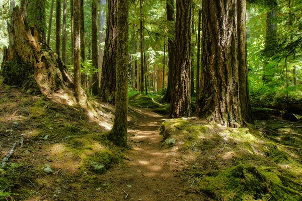 Ancient Groves Nature Trail Olympic National Park Washington Royalty Free Stock Images