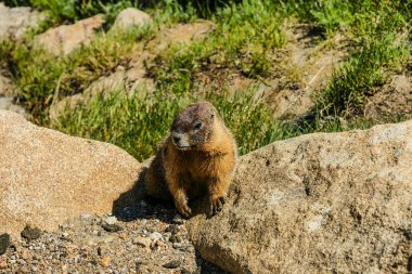 Dağ Rocky Dağı Milli Parkı'nda Colorado sarı karınlı