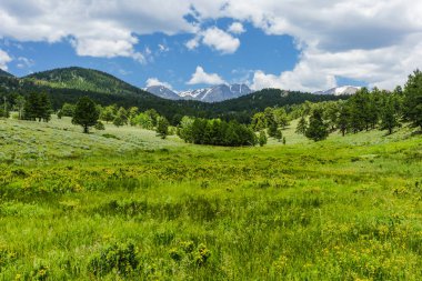 Üst kunduz Meadows Rocky Dağı Milli Parkı'nda Colorado