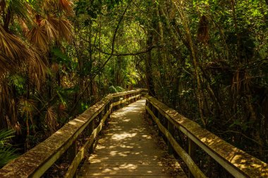 Maun hamak Florida Everglades Ulusal Parkı içinde
