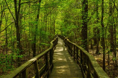 Boardwalk iz Congaree Milli Parkı'nda Güney Carolina