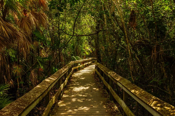 Mahogny Hängmatta Everglades Nationalpark Florida — Stockfoto