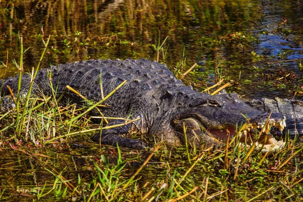 Anhinga Trail Alligatoren Everglades Nationalpark Florida — Stockfoto