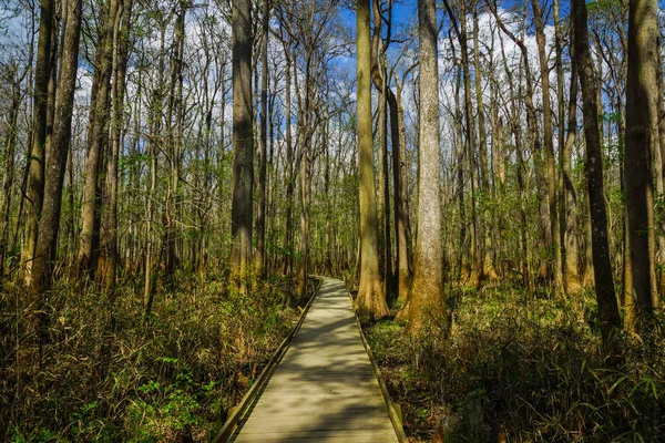 Boardwalk Congaree Milli Parkı Nda Güney Carolina — Stok fotoğraf