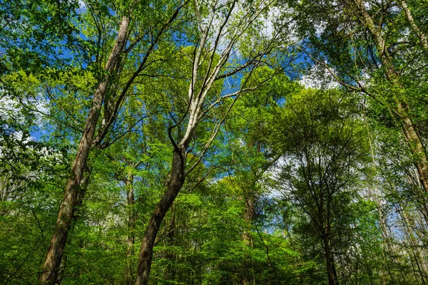 Floodplain Δάσους Στο Εθνικό Πάρκο Congaree Στη Νότια Καρολίνα — Φωτογραφία Αρχείου