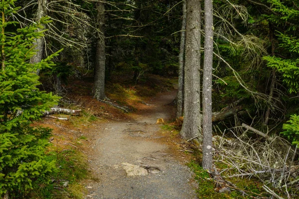 Schip Harbor Trail Acadia National Park Maine — Stockfoto