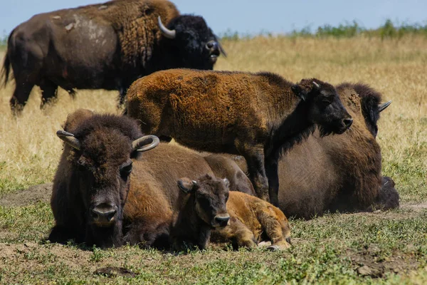 Bison Badlands National Park South Dakota Royalty Free Stock Images