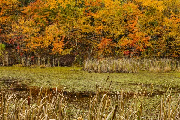 Sloan Gölet Kentucky Deki Mamut Mağarası Milli Parkı Içinde Geçiş — Stok fotoğraf