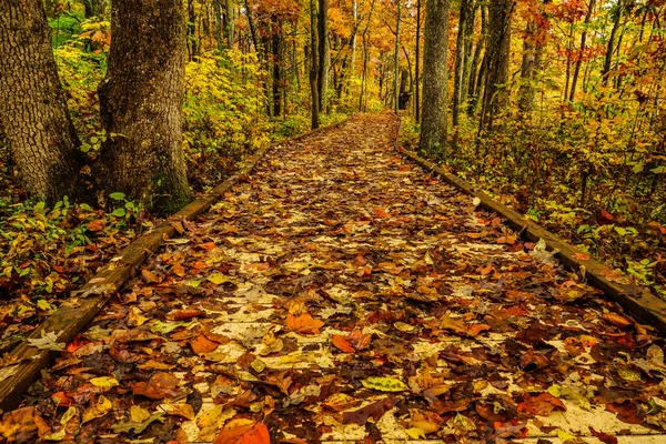 Sloan Crossing Pond Trail Parque Nacional Mammoth Cave Kentucky — Foto de Stock