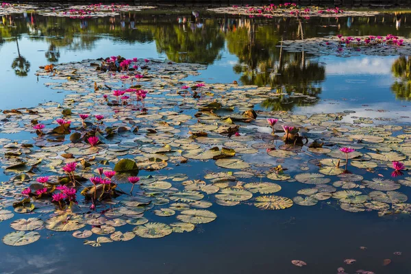 Angkor Wat dans le parc archéologique d'Angkor au Cambodge, États-Unis — Photo