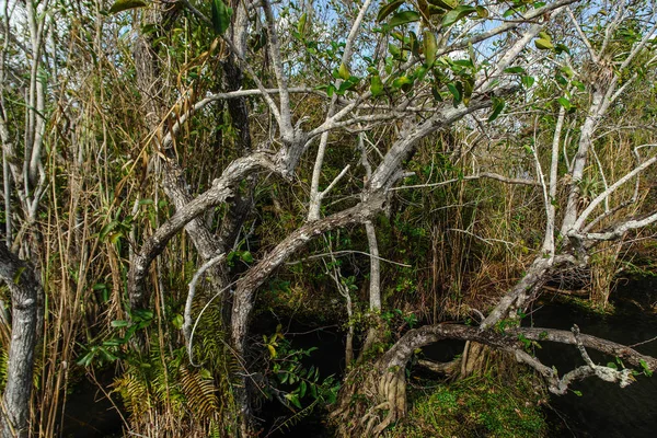 Anhinga Trail in het Everglades National Park in Florida, Verenigde Staten — Stockfoto