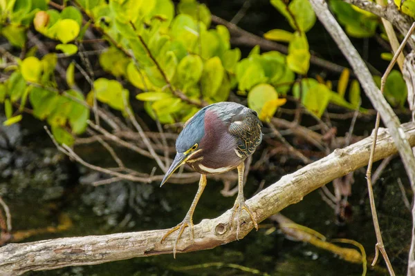 Anhinga Trail en el Parque Nacional Everglades en Florida, Estados Unidos — Foto de Stock