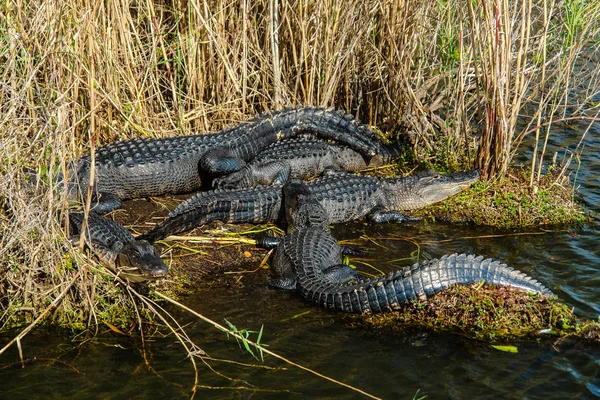 Anhinga Trail timsah Everglades Milli Parkı içinde Florida, Amerika Birleşik Devletleri