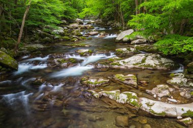Big Creek büyük Smoky Mountains National Park Kuzey Carolina, Amerika Birleşik Devletleri