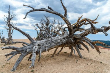 Bryce Canyon National Park 'da, Utah, Amerika Birleşik Devletleri 'nde Bristlecone Trail