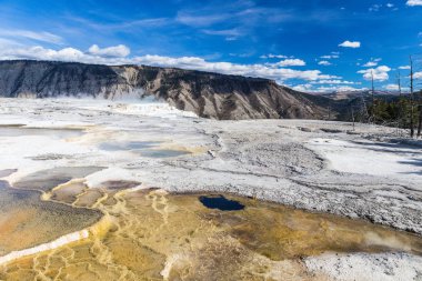 Canary Spring, Yellowstone National Park, Wyoming, Amerika Birleşik Devletleri
