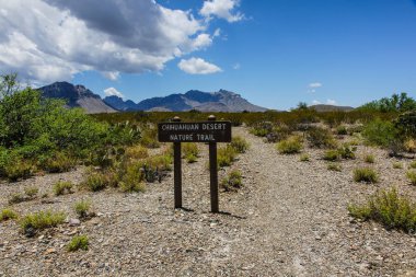 Chihuahua Desert Nature Trail büyük Bend National Park Texas, Amerika Birleşik Devletleri