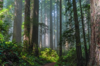 Kaliforniya 'da Redwood Milli Parkı 'nda Damnation Creek Redwoods, Amerika Birleşik Devletleri