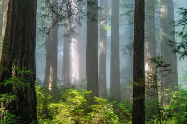 Kaliforniya 'da Redwood Milli Parkı 'nda Damnation Creek Redwoods, Amerika Birleşik Devletleri