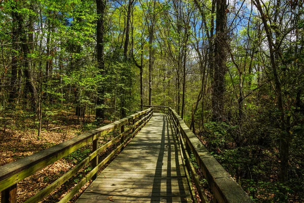 Boardwalk Trail em Congaree National Park, na Carolina do Sul, Estados Unidos — Fotografia de Stock