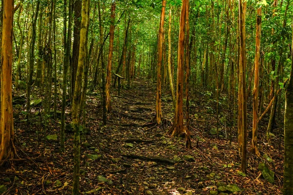 Cinnamon Bay Loop Trail in Virgin Islands National Park op het eiland St. John, Verenigde Staten — Stockfoto