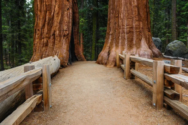 Congress Trail nel Sequoia National Park in California, Stati Uniti — Foto Stock