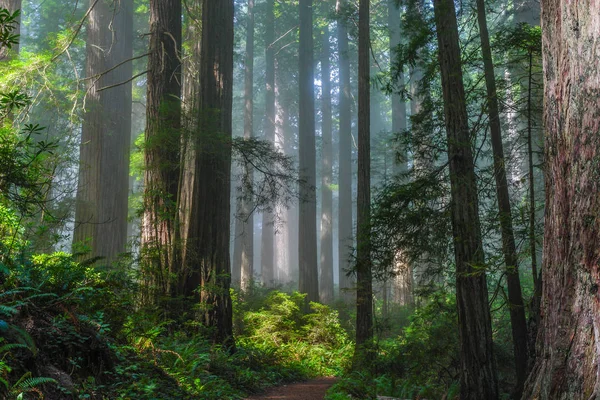 Kaliforniya 'da Redwood Milli Parkı 'nda Damnation Creek Redwoods, Amerika Birleşik Devletleri — Stok fotoğraf