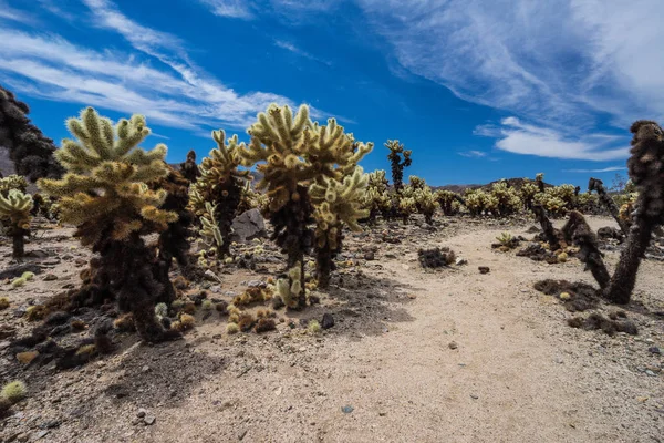 Cholla Gardens in Joshua Tree National Park in California, United States Royalty Free Stock Photos