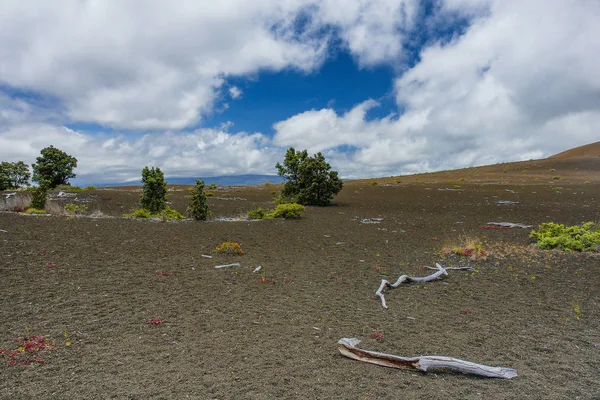 Devastation Trail in Hawaii Volcanoes National Park in Hawaii, United States Stock Image
