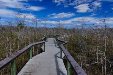Florida, Amerika Birleşik Devletleri Everglades Milli Parkı 'nda cüce Cypress Boardwalk