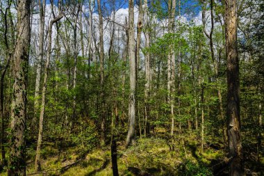 Güney Carolina 'da Congaree Milli Parkı 'nda floodplain ormanı, Amerika Birleşik Devletleri