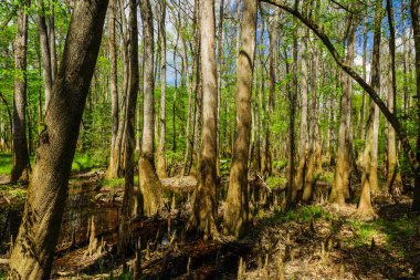 Güney Carolina 'da Congaree Milli Parkı 'nda floodplain ormanı, Amerika Birleşik Devletleri