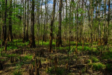 Güney Carolina 'da Congaree Milli Parkı 'nda floodplain ormanı, Amerika Birleşik Devletleri