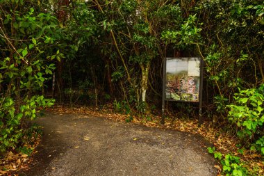 Florida 'da Everglades Milli Parkı 'nda Gumbo limbo Trail, Amerika Birleşik Devletleri