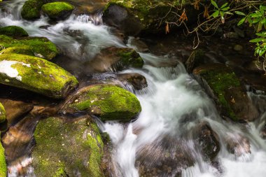 Kuzey Carolina 'da büyük Smoky Mountains Milli Parkı 'nda Kephart Prong, Amerika Birleşik Devletleri