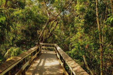 Florida, Amerika Birleşik Devletleri 'deki Everglades Milli Parkı 'ndaki maun hamak