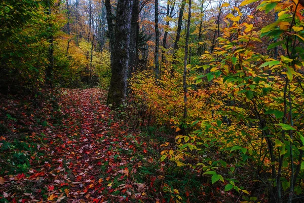 Kuzey Carolina 'da büyük Smoky Mountains Milli Parkı 'nda düz Creek Trail, Amerika Birleşik Devletleri — Stok fotoğraf