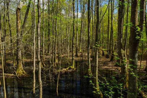 Floodplain Forest nel Congaree National Park in South Carolina, Stati Uniti — Foto Stock