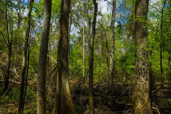 Flods slätt Forest i Congaree nationalpark i South Carolina, USA — Stockfoto