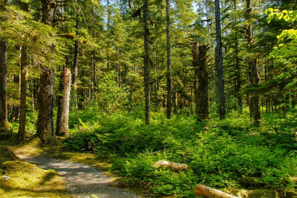 알래스카 주 글레이셔 베이 국립공원의 바 틀 렛 코브 지역에 있는 삼림 순환 트레일, 미국 — 스톡 사진