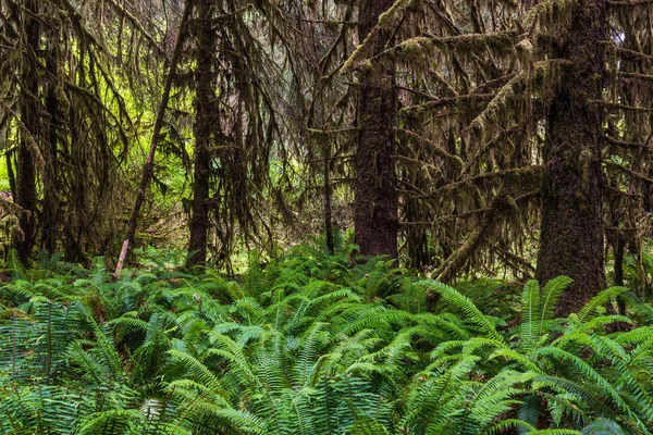 Zaal van mossen in Olympisch nationaal park in Washington, Verenigde Staten — Stockfoto