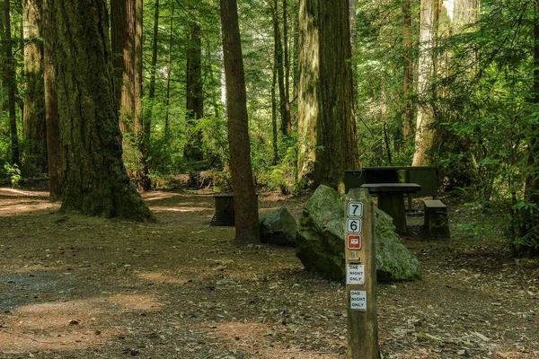 Kampidiah Smith Campground v národním parku Redwood v Kalifornii ve Spojených státech amerických — Stock fotografie