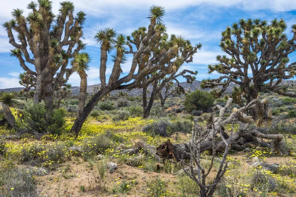 Забули кінь долини в Джошуа Tree Національний парк в Каліфорнії, Сполучені Штати — стокове фото