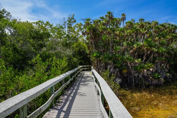 Mahogany Hammock nel Parco Nazionale delle Everglades in Florida, Stati Uniti — Foto Stock