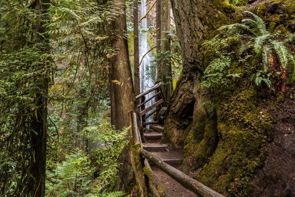 Marymere Falls Trail in Olympic National Park em Washington, Estados Unidos — Fotografia de Stock
